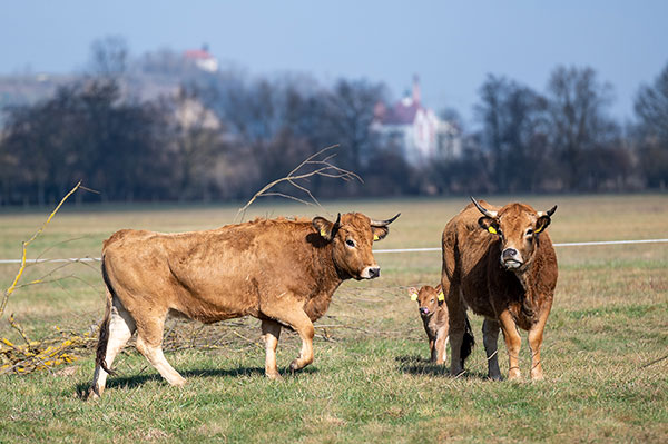 Drei Rinder im Naturschutzgebiet
