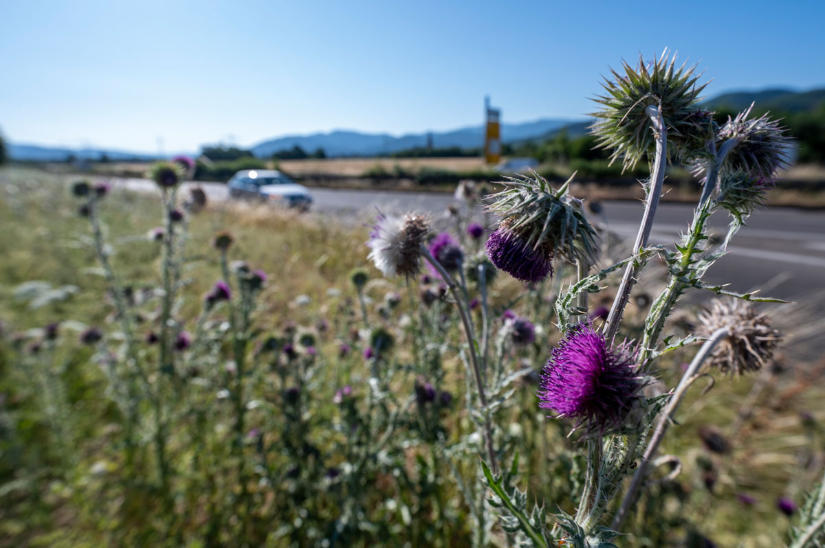 Grünfläche neben einer Straße