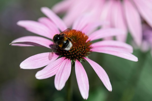 Freiburger Klima- und Artenschutzmanifest Freiburger Klima- und Artenschutzmanifest