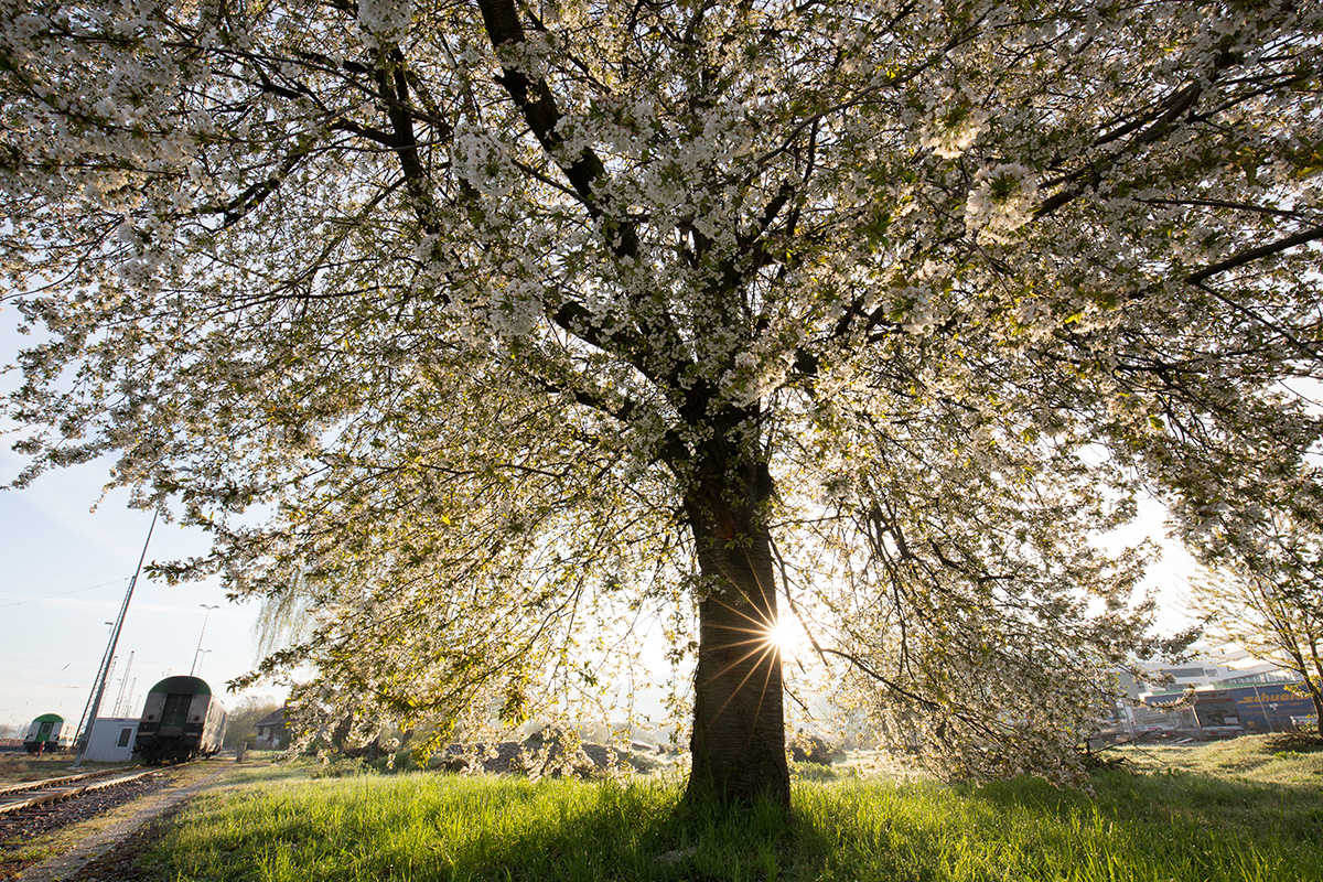 Ein blühender Kirschbaum im Gegenlicht
