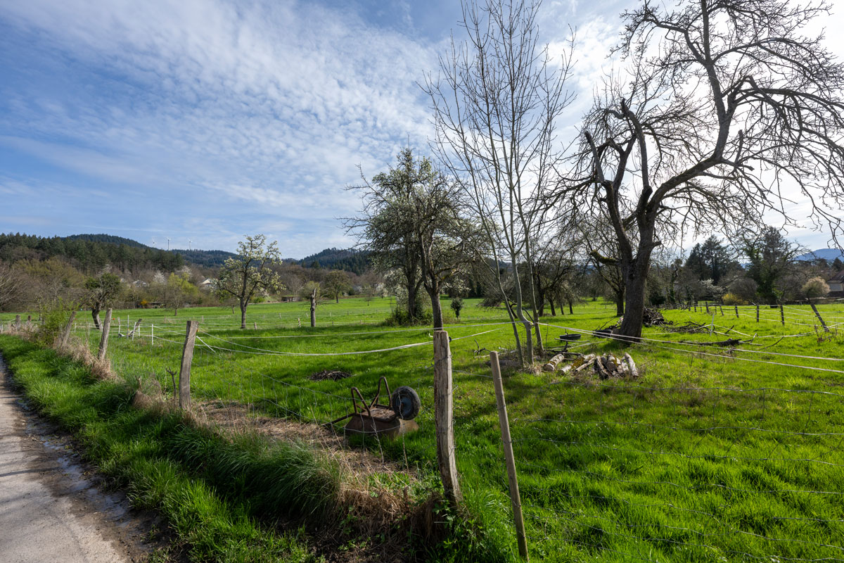 Grüne Wiese in Zähringen