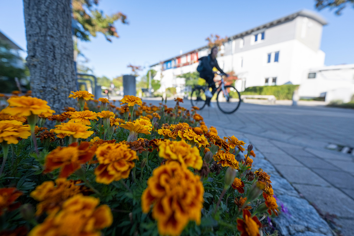 Orangene Blumen um einen Straßenbaum