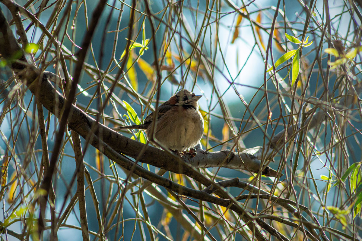 Vogel sitzt im Baum Vogel sitzt im Baum