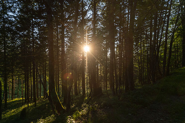 Klimaschutzwirkung des Stadtwaldes und der Waldbewirtschaftung