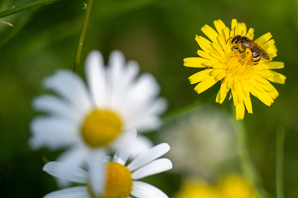 Fachbeitrag Naturschutz zum Landschaftsplan 2040