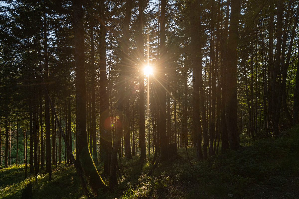 Schattiger Wald, die Sonne scheint durch die Bäume