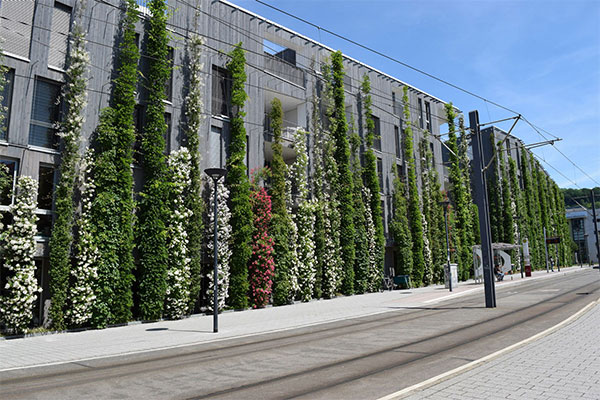 Das Stadthaus M1 in Freiburg: bodengebundene Fassadenbegrünung   (Foto: BuGG, G. Mann)  