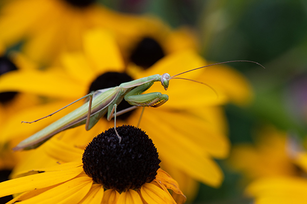 Gottesanbeterin auf gelber Blüte