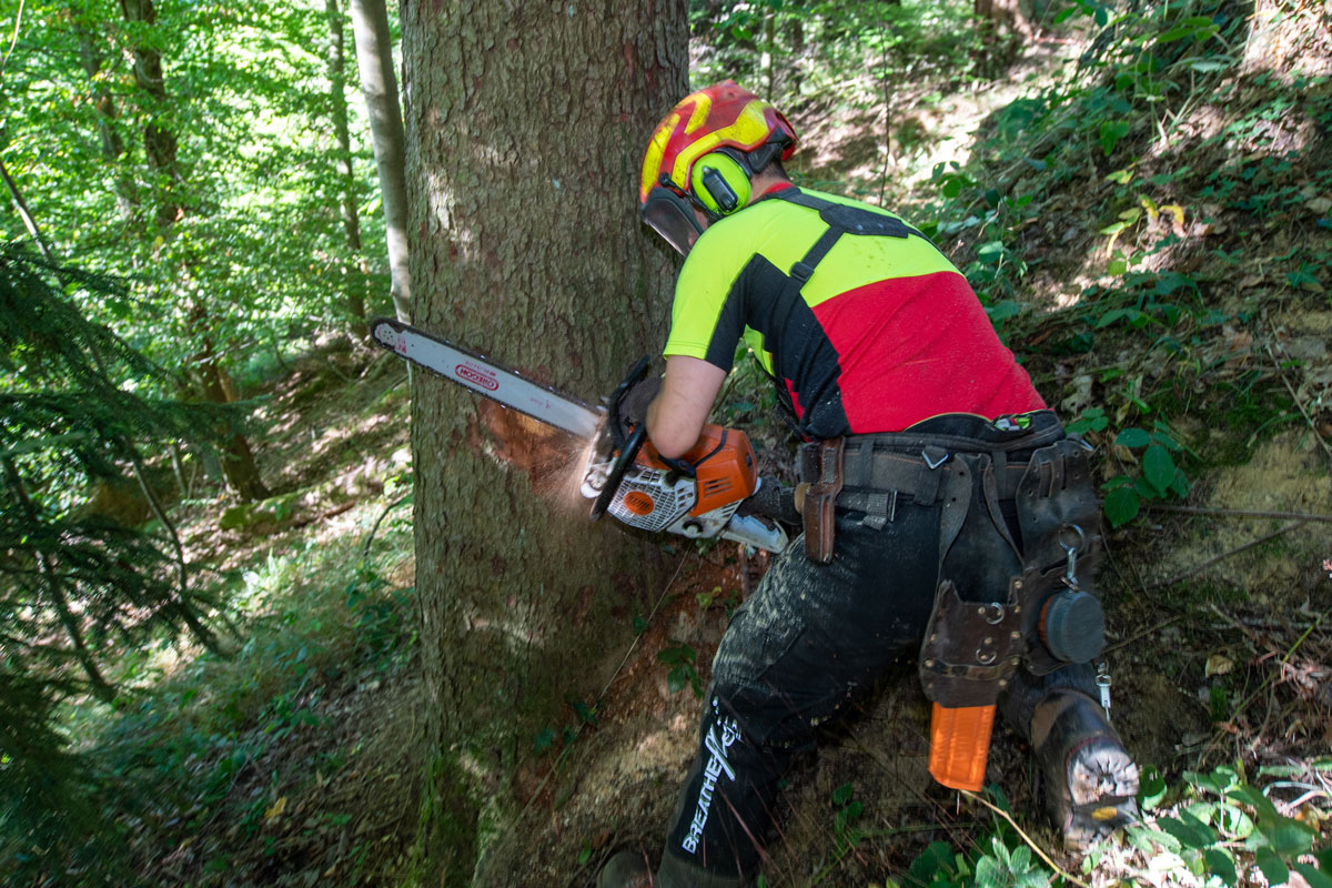Waldarbeiter mit Kettensäge an einem Baum