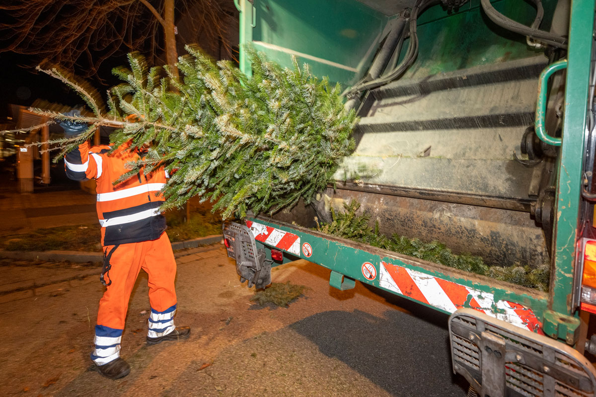 Mitarbeiter der ASF wirft Weihnachtsbaum in ein Müllauto