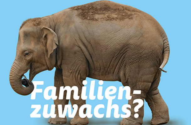 Elefant mit Schriftzug "Familienzuwachs?"