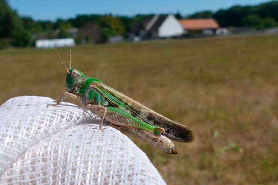 Grüne Strandschrecke