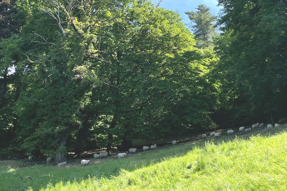 Schafherde auf einer Wiese
