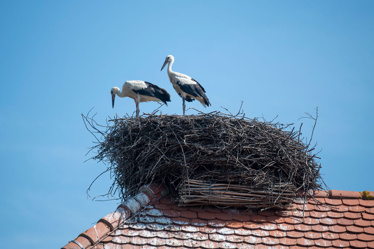 Zwei Störche in einem Nest auf einem Hausdach