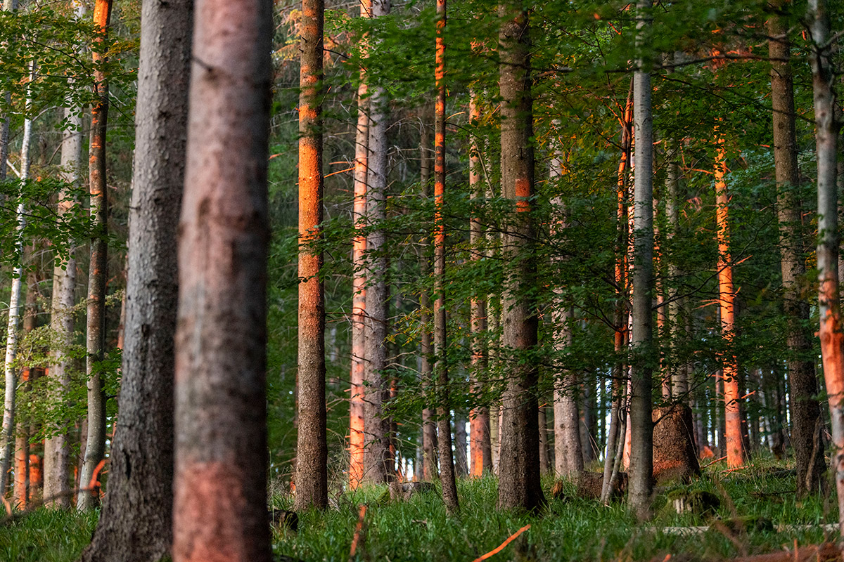 Grüner Wald