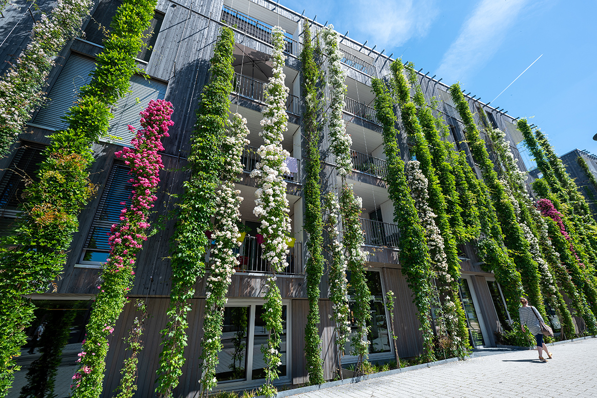 Das Stadthaus M1 in Freiburg: bodengebundene Fassadenbegrünung