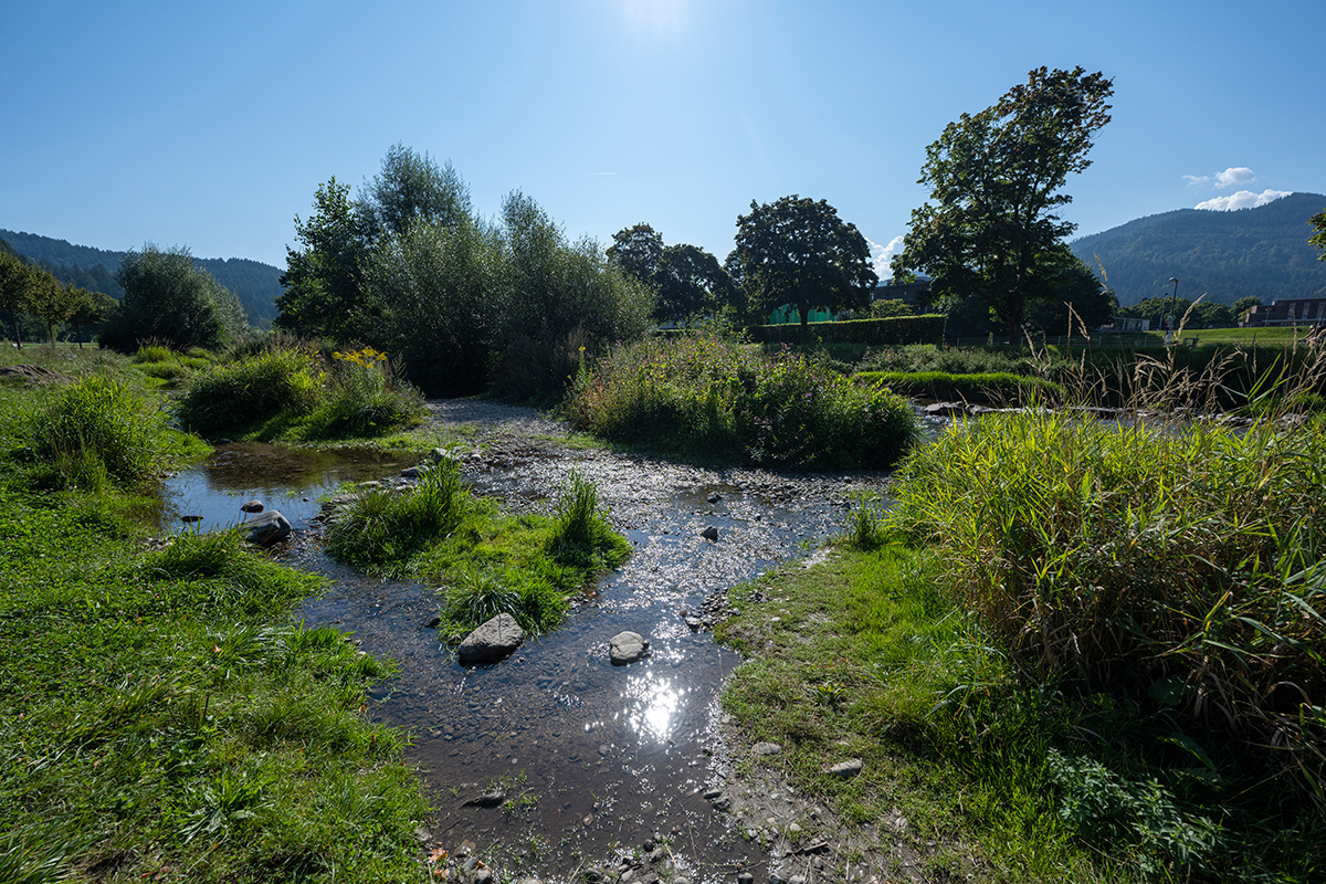 Fluss mit grünen Ufern