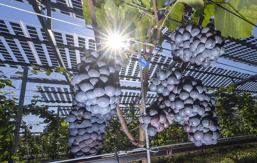 Reben unterm Solardach: Sonnenenergie sammeln, Regen bündeln und Schatten spenden – diese drei Aufgaben erfüllt die Pilotanlage in Munzingen. Jetzt muss nur noch der Wein schmecken...