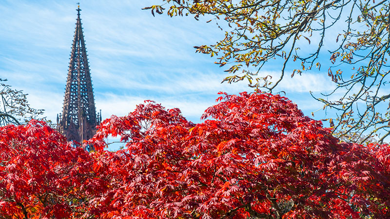 Münsteransicht, im Vordergrund rote Herbstblätter Münsteransicht, im Vordergrund rote Herbstblätter