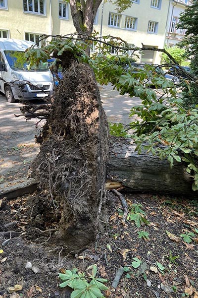 Wurzel eines umgestürzten Baums