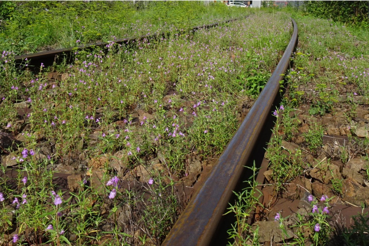 Erhalt/Neuentwicklung von besonnter Spontanvegetation/Ruderalflächen ("Wildwuchs" ohne Gehölze), Fotos: W. Meier, J. Trautner Bahngleise mit "Unkraut"