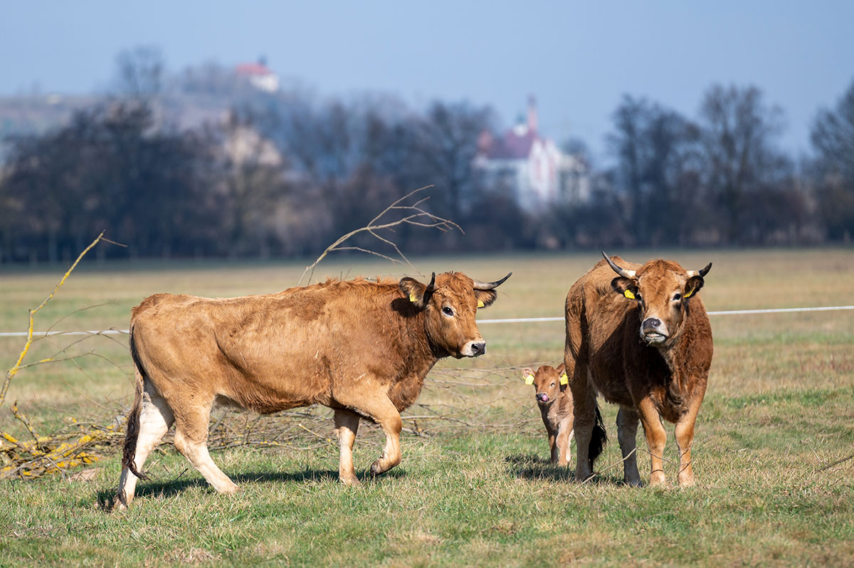 Münster im Wüstensand