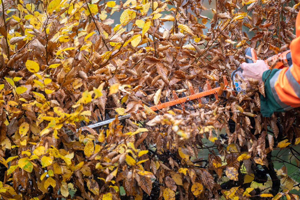 Herbstlich gefärbte Hecke wird geschnitten