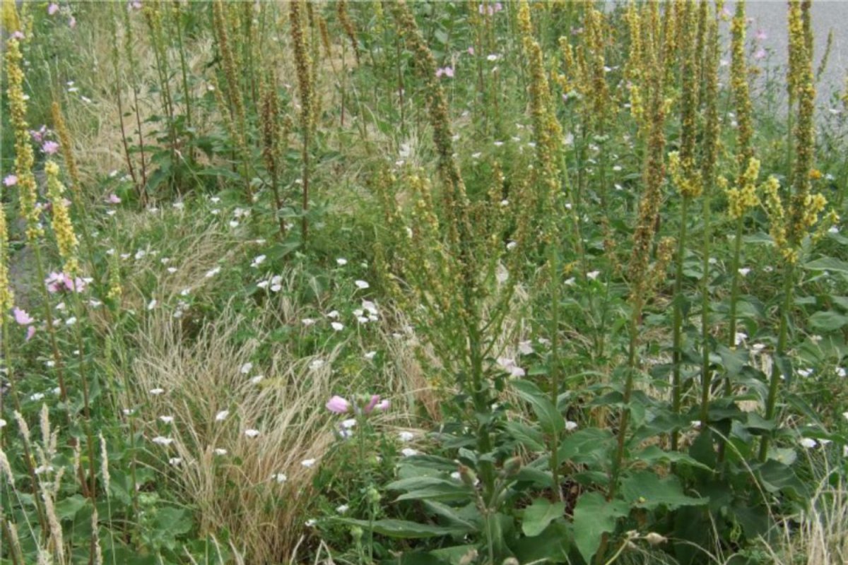 Erhalt/Neuentwicklung von besonnter Spontanvegetation ("Wildwuchs" ohne Gehölze), Foto: W. Meier, J. Trautner Gras mit Wildblumen