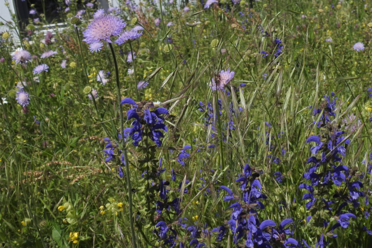 Erhalt/Neuanlage von artenreichen Wiesen/Magerrasen, Foto: J. Trautner bunte Blumenwiese