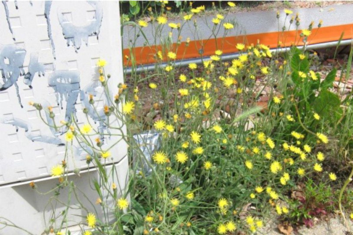Erhalt/Neuentwicklung von besonnter Spontanvegetation/Ruderalflächen ("Wildwuchs" ohne Gehölze), Fotos: W. Meier, J. Trautner gelb blühende Blumen zwischen Gehweg und Hauskante