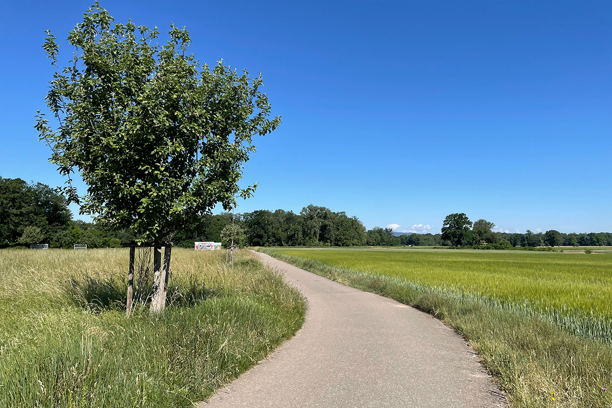 Weg mit Bau im Dietenbach Weg mit Bau im Dietenbach
