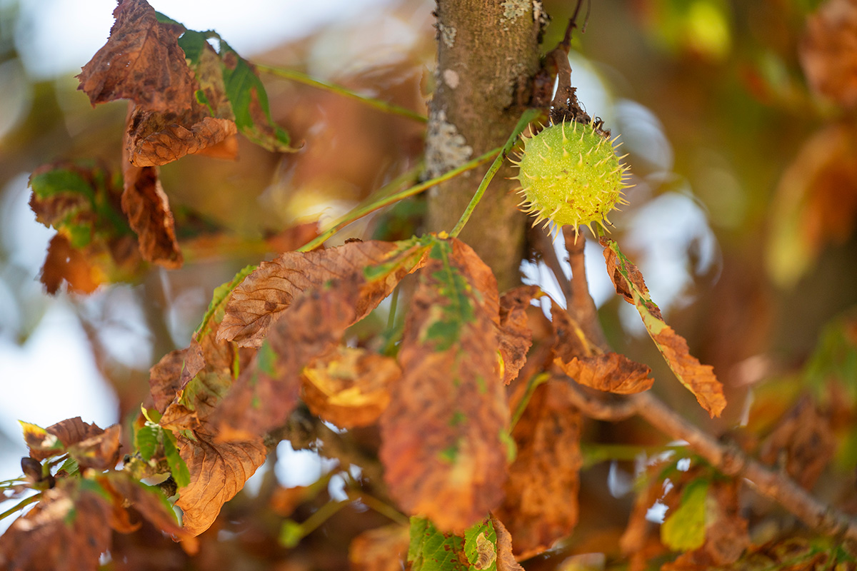 Kastanienbaum mit braunem Laub