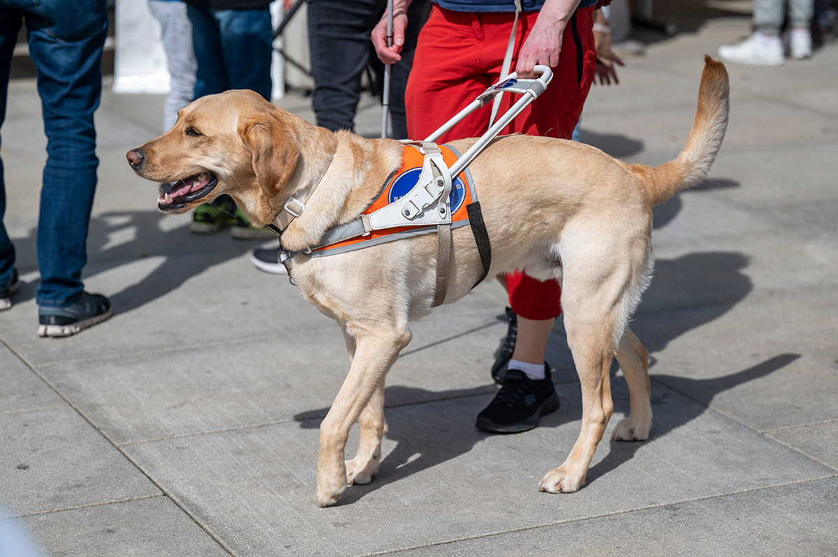 Blindenhund mit Geschirr