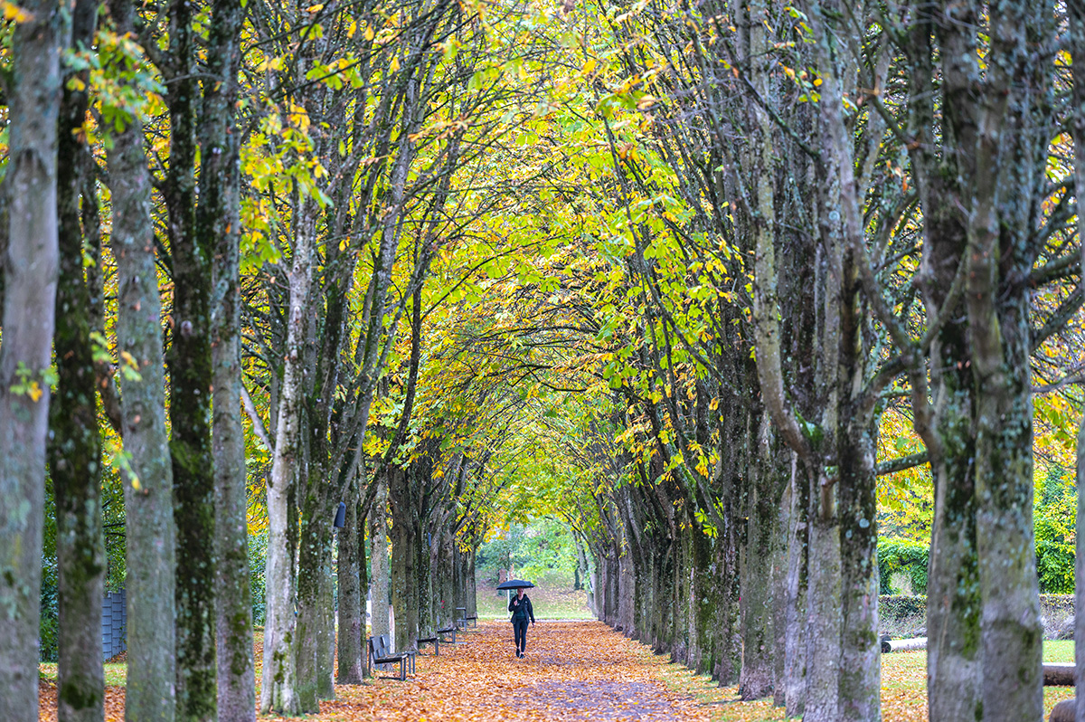 Herbstliche Baumallee im Eschholzpark