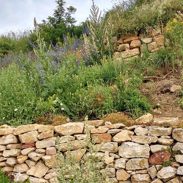 Förderprogramm: Artenschutz in der Stadt Trockenmauer