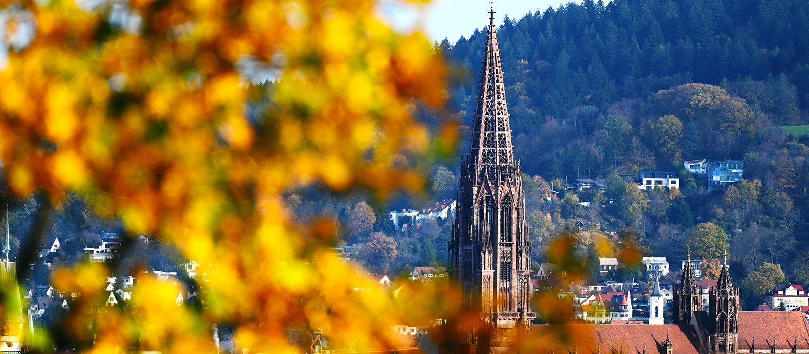 Münsteransicht, im Vordergrund gelbe Herbstblätter