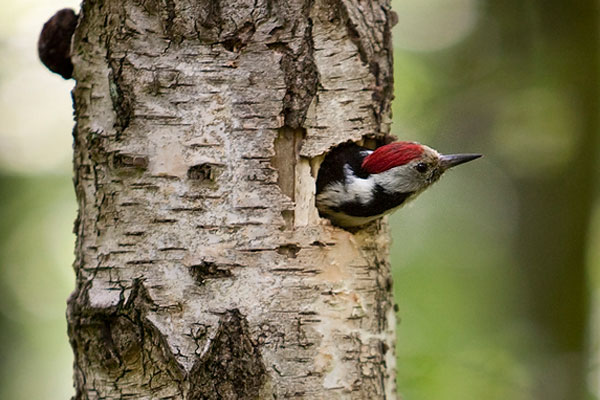 Specht im Baum (Foto: K. Echle)