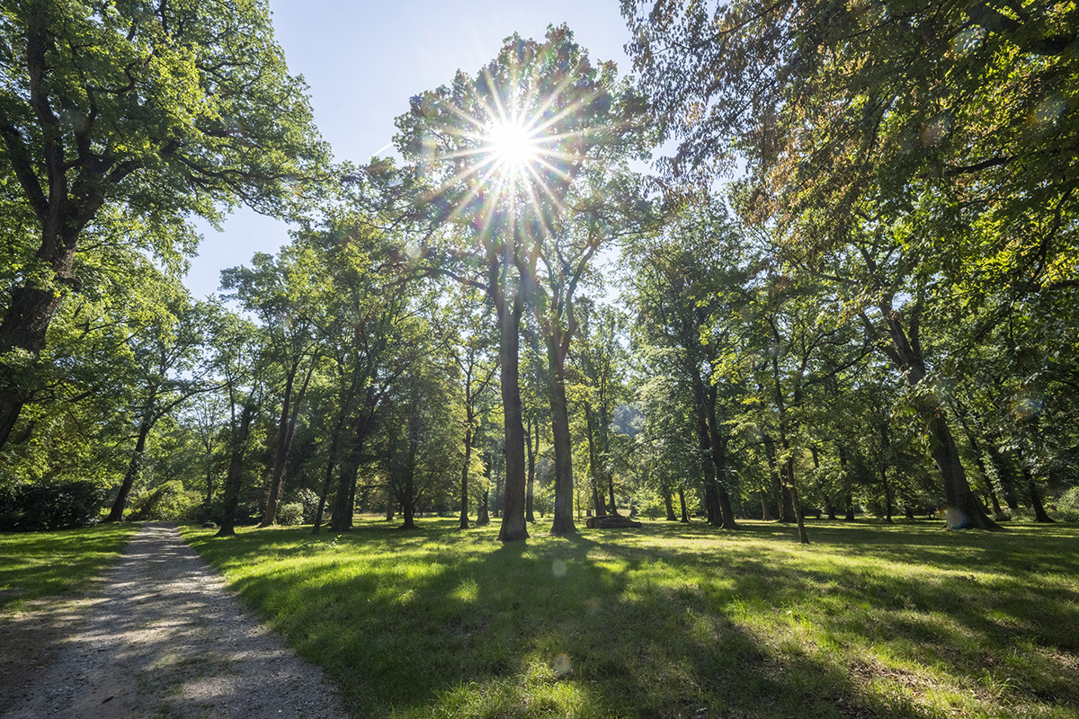 Schotterweg, der durch ein Wäldchen führt