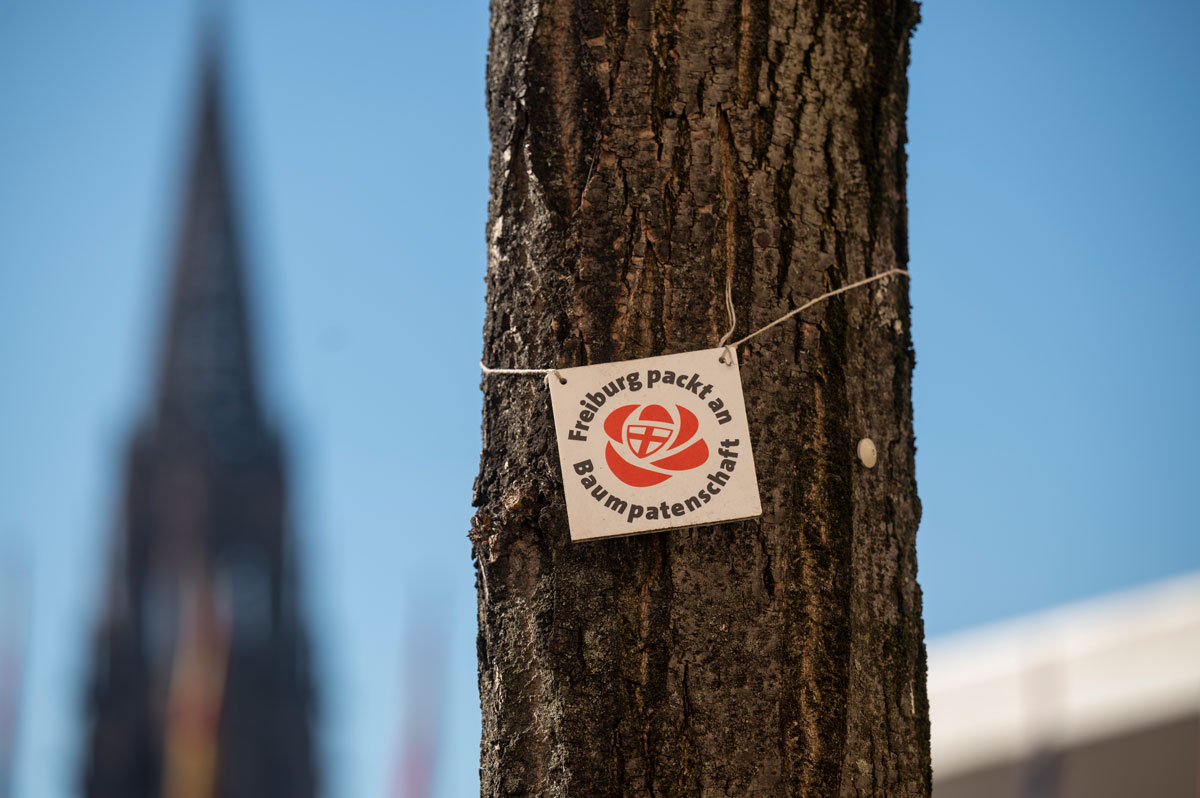 Baum mit Freiburg packt an Schild, im Hintergrund das Münster