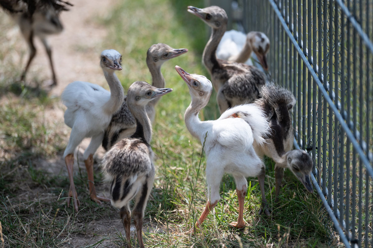 Kleine Tiere Kleine Tiere